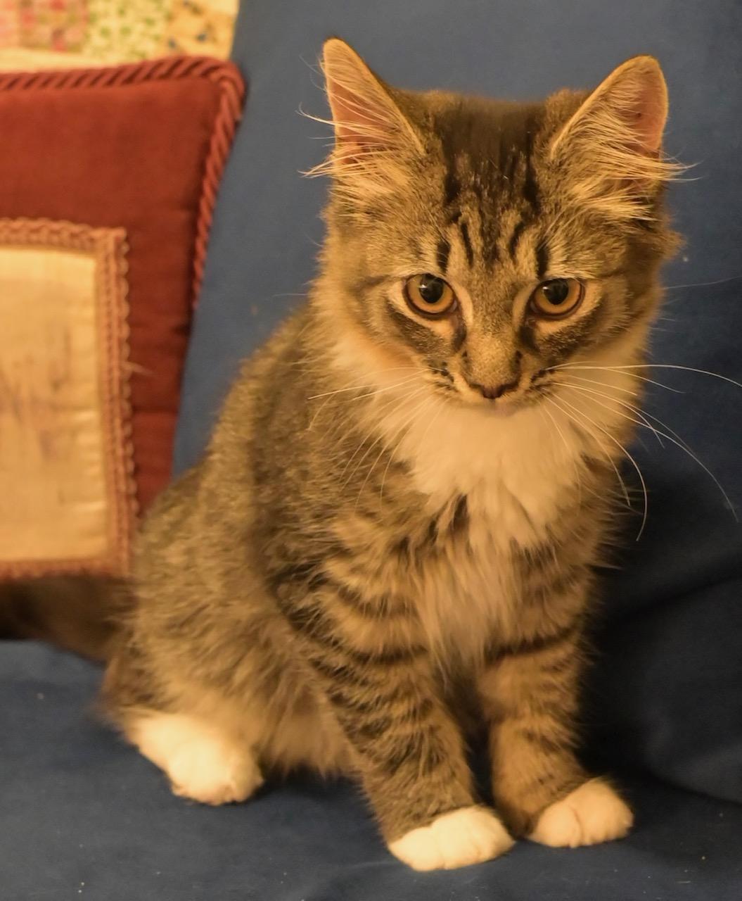 Lizzy-NEW, Adoptable, Kitten Female Domestic Medium Hair & Maine Coon.