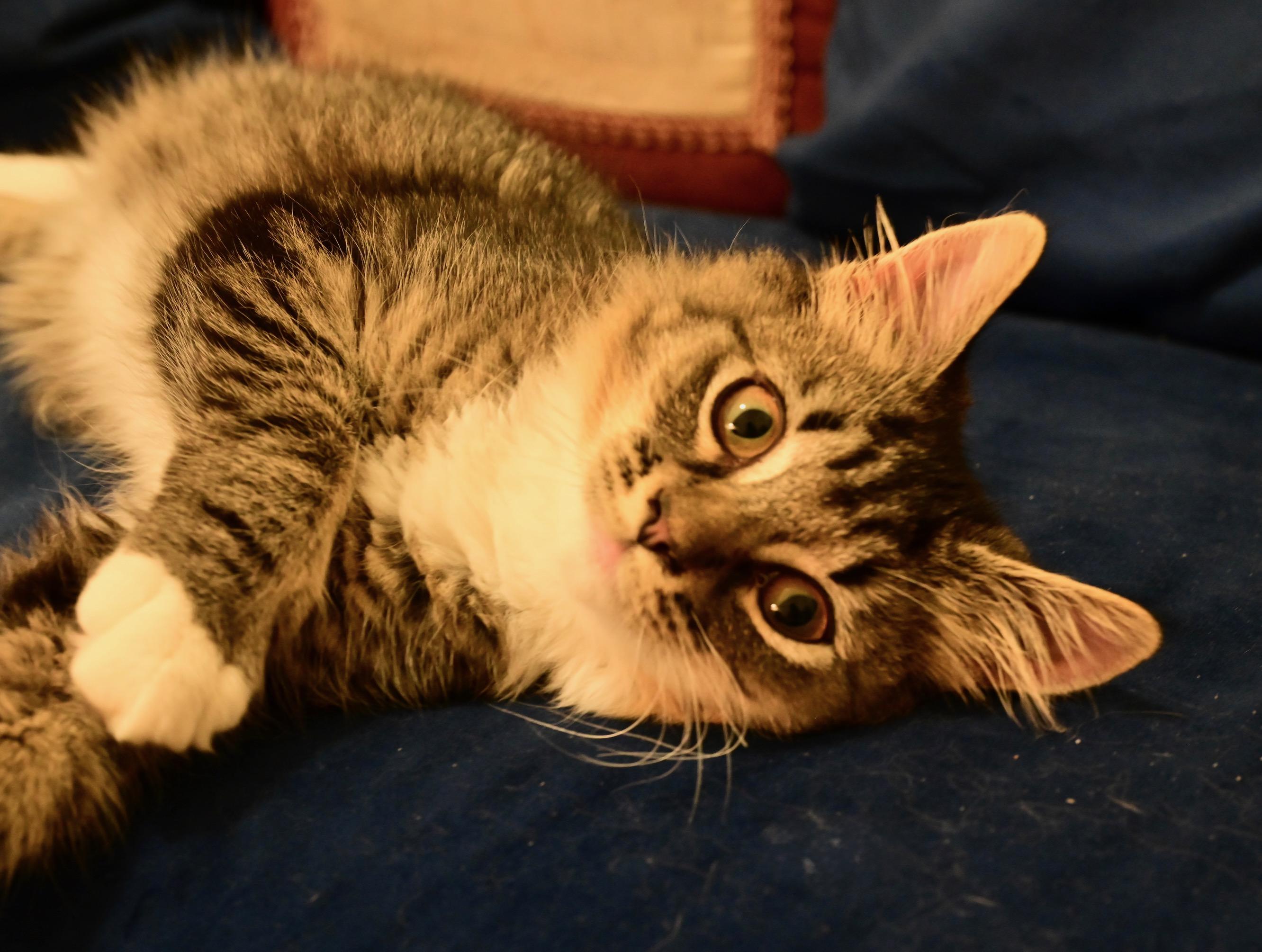 Enlarge Lizzy-NEW, a Adoptable mixed breed in Arlington, VA image 5/5