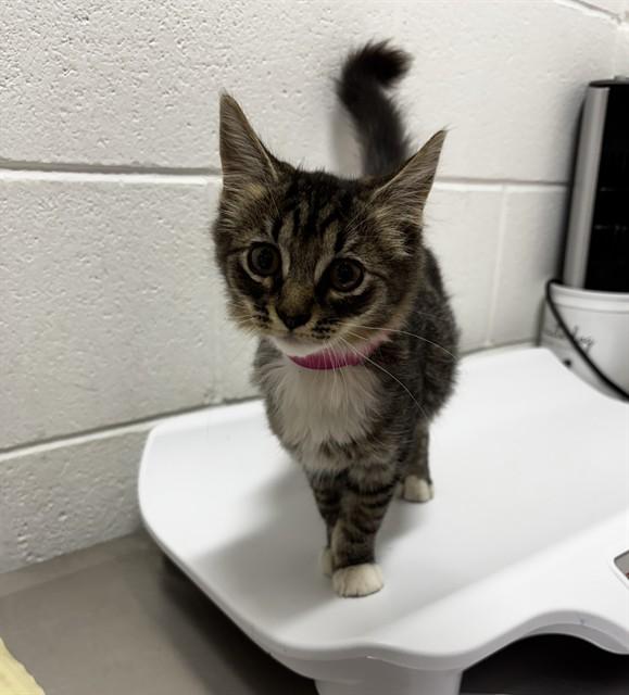 Lizzy-NEW, Adoptable, Kitten Female Domestic Medium Hair.