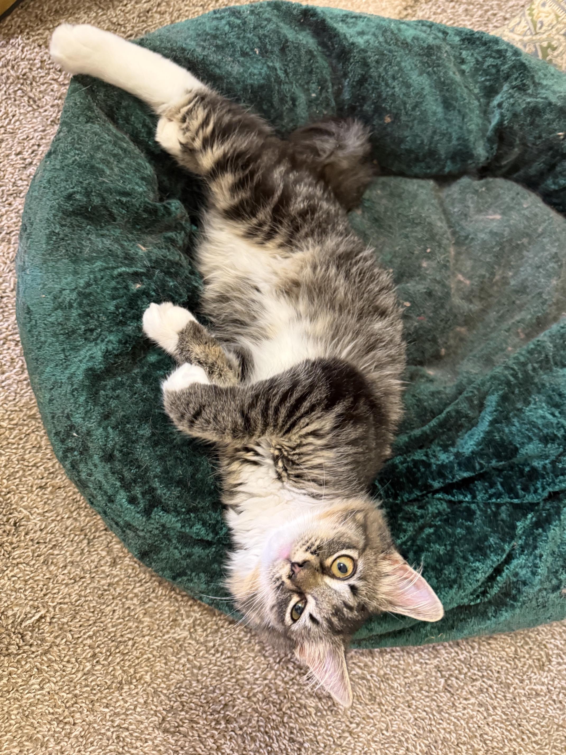 Enlarge Lizzy-NEW, a Adoptable mixed breed in Arlington, VA image 4/5