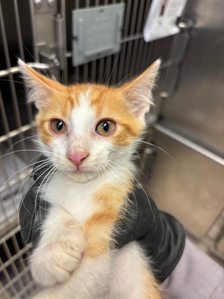 FREDDY, Adoptable, Kitten Male Domestic Short Hair.