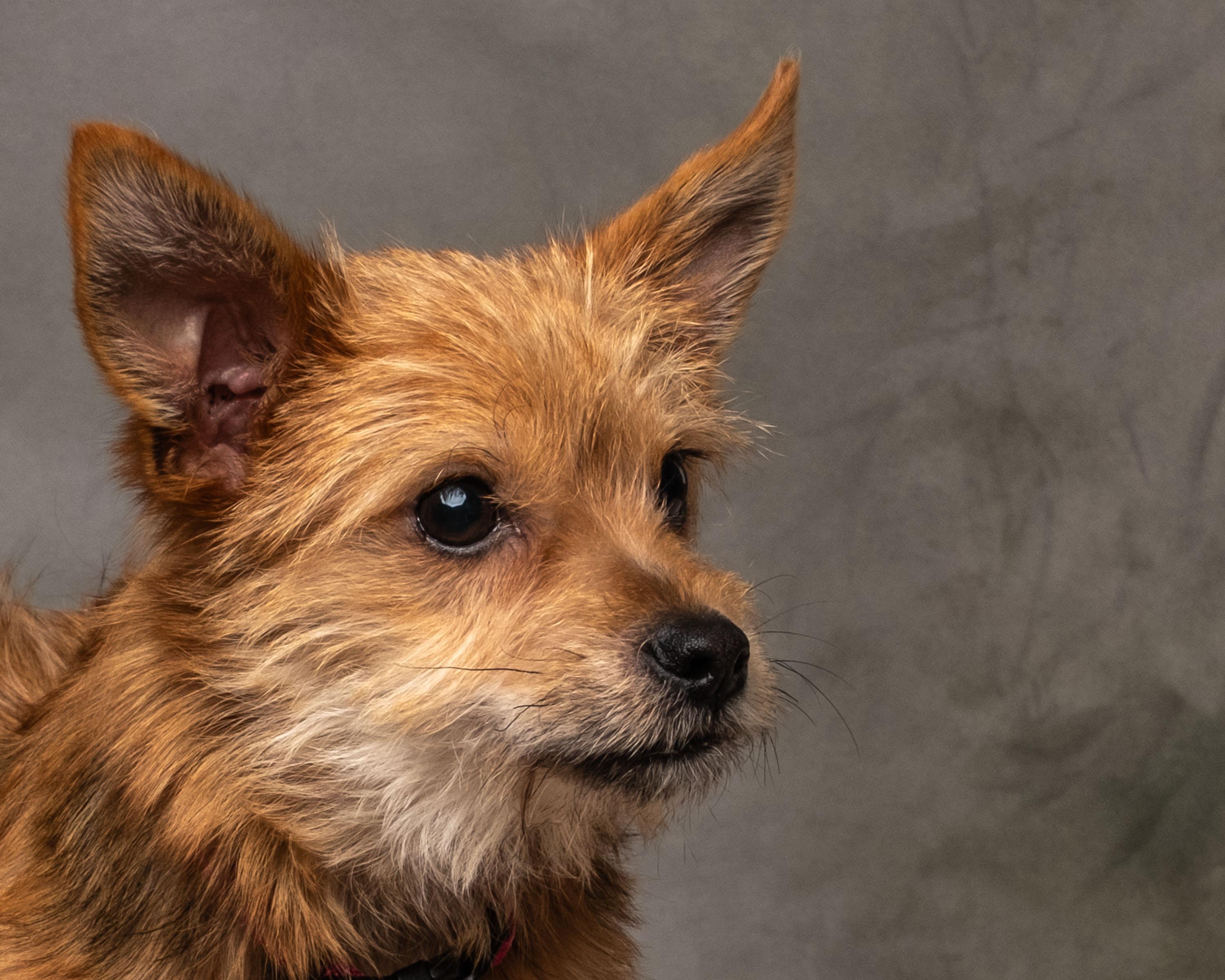 Tinslee , an adopted mixed breed in Aiken, SC image 4/6