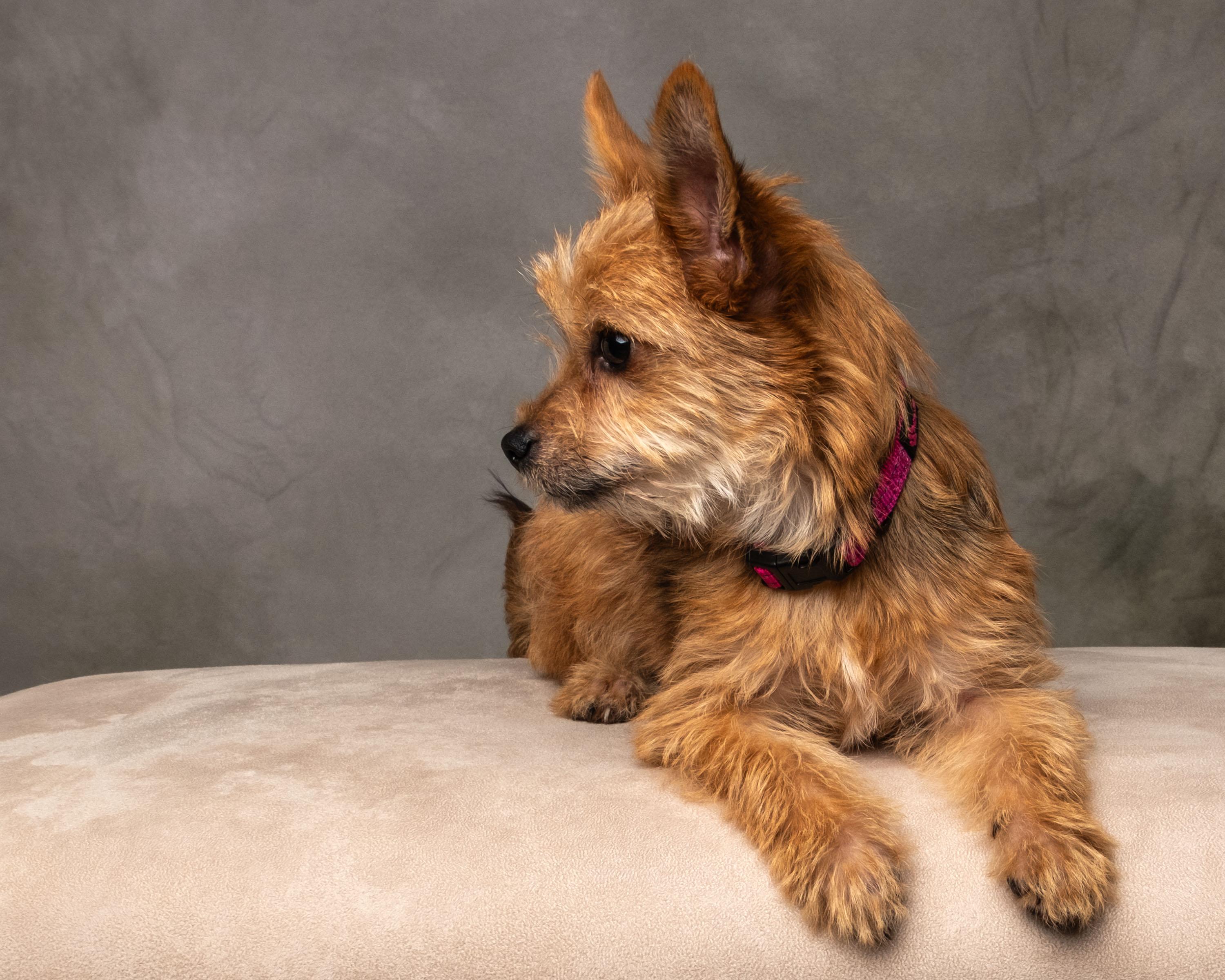 Tinslee , an adopted mixed breed in Aiken, SC image 5/6