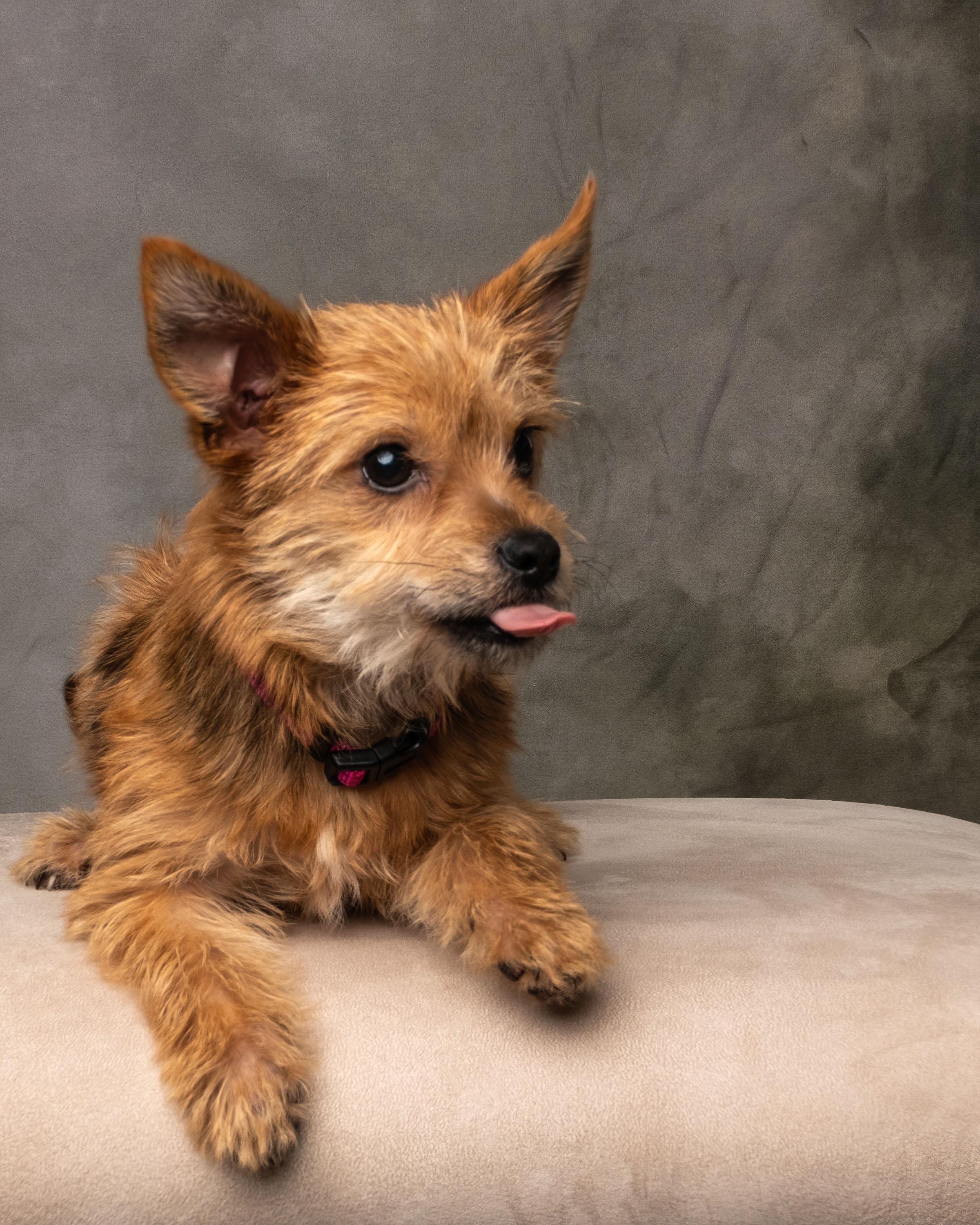 Tinslee , an adopted mixed breed in Aiken, SC image 6/6