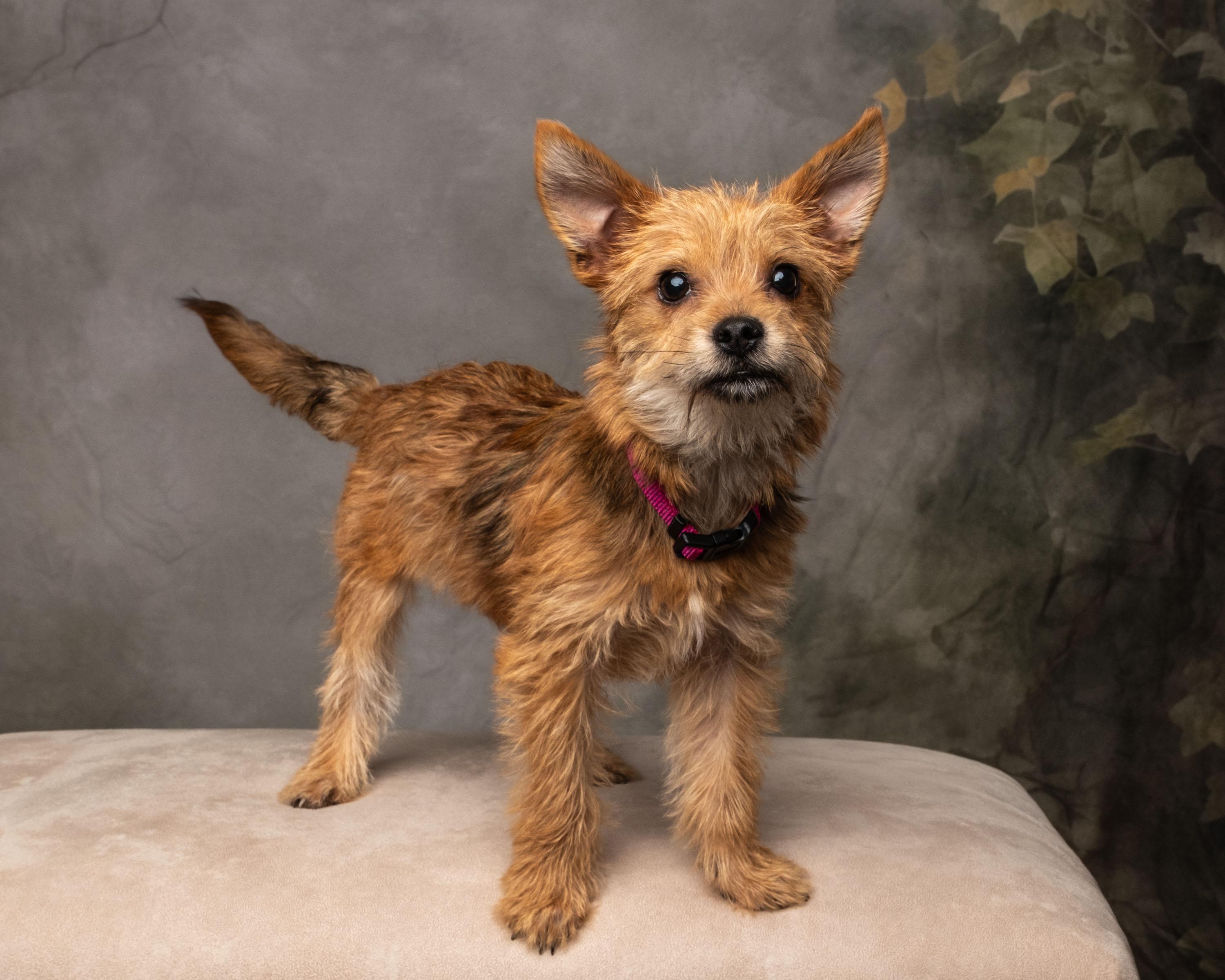 Tinslee , an adopted mixed breed in Aiken, SC image 1/6