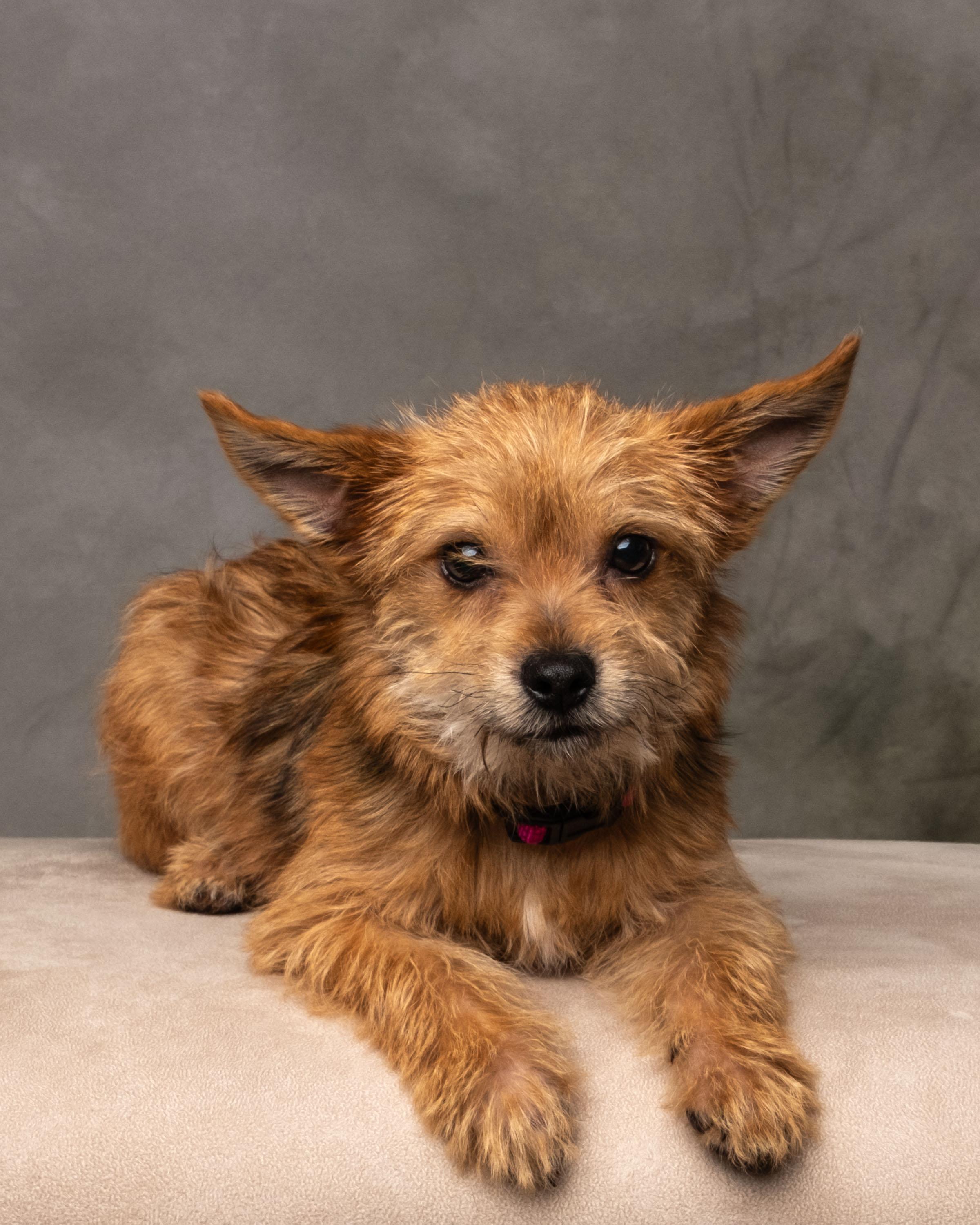 Tinslee , an adopted mixed breed in Aiken, SC image 3/6