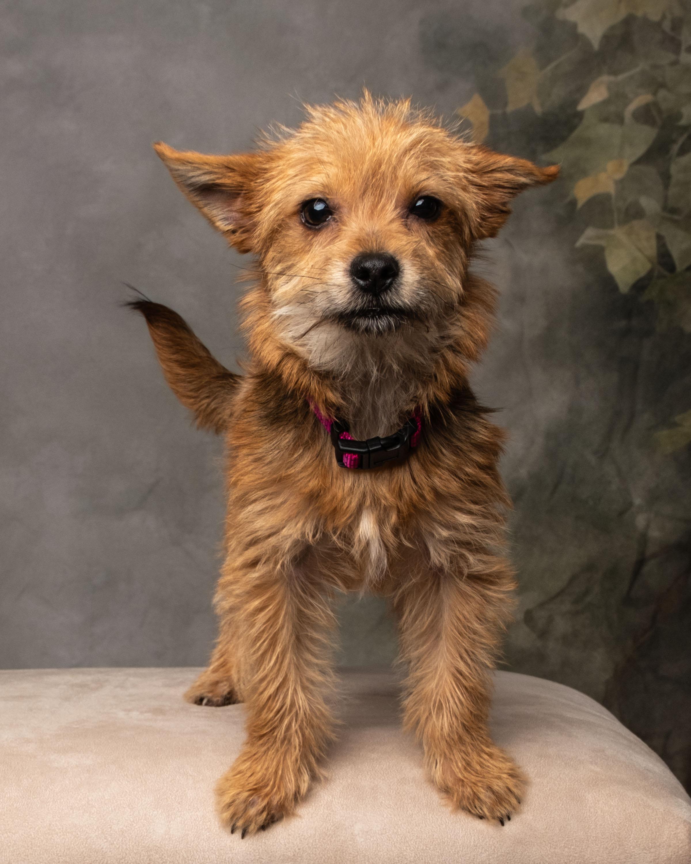 Tinslee , an adopted mixed breed in Aiken, SC image 2/6