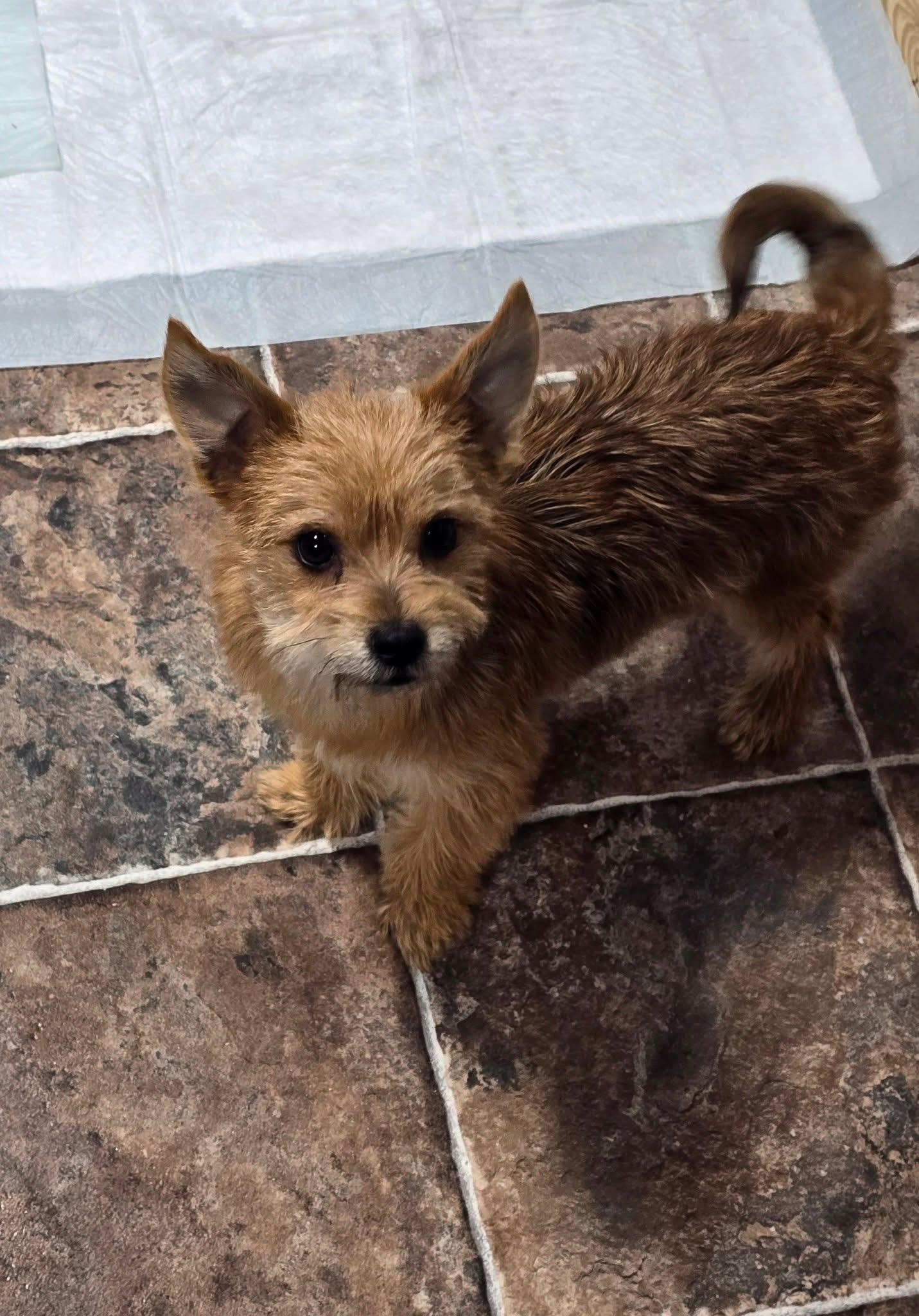 Tinslee , adoptable, Puppy Female Yorkshire Terrier.