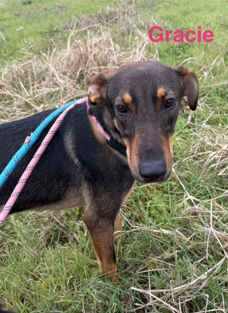 Enlarge Grace, a Adoptable mixed breed in Camden, TN image 1/1
