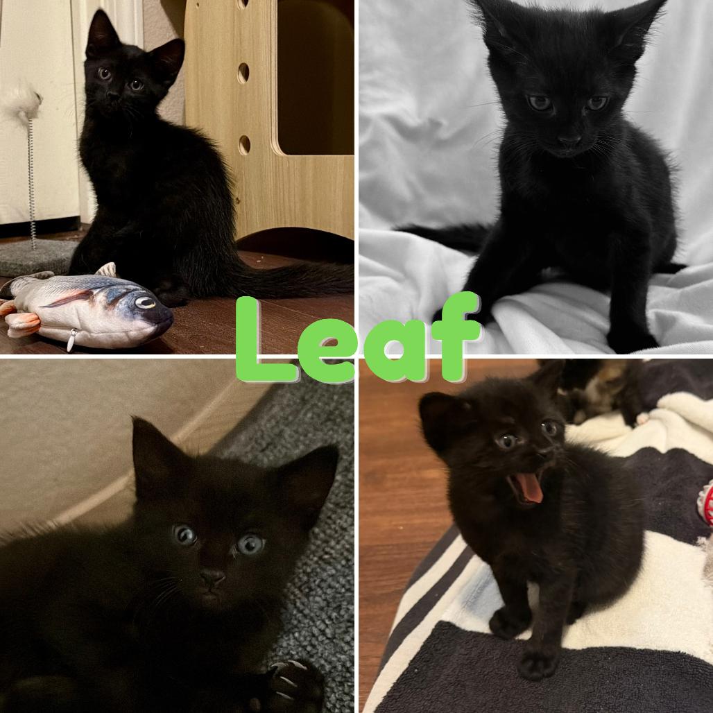 Enlarge Leaf, a Adoptable Domestic Short Hair in Orangevale, CA image 1/1