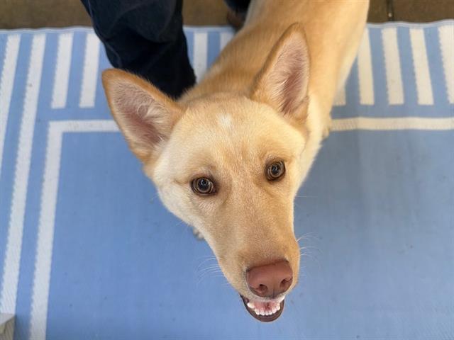 COSMO, Adoptable, Young Male Siberian Husky & Labrador Retriever.