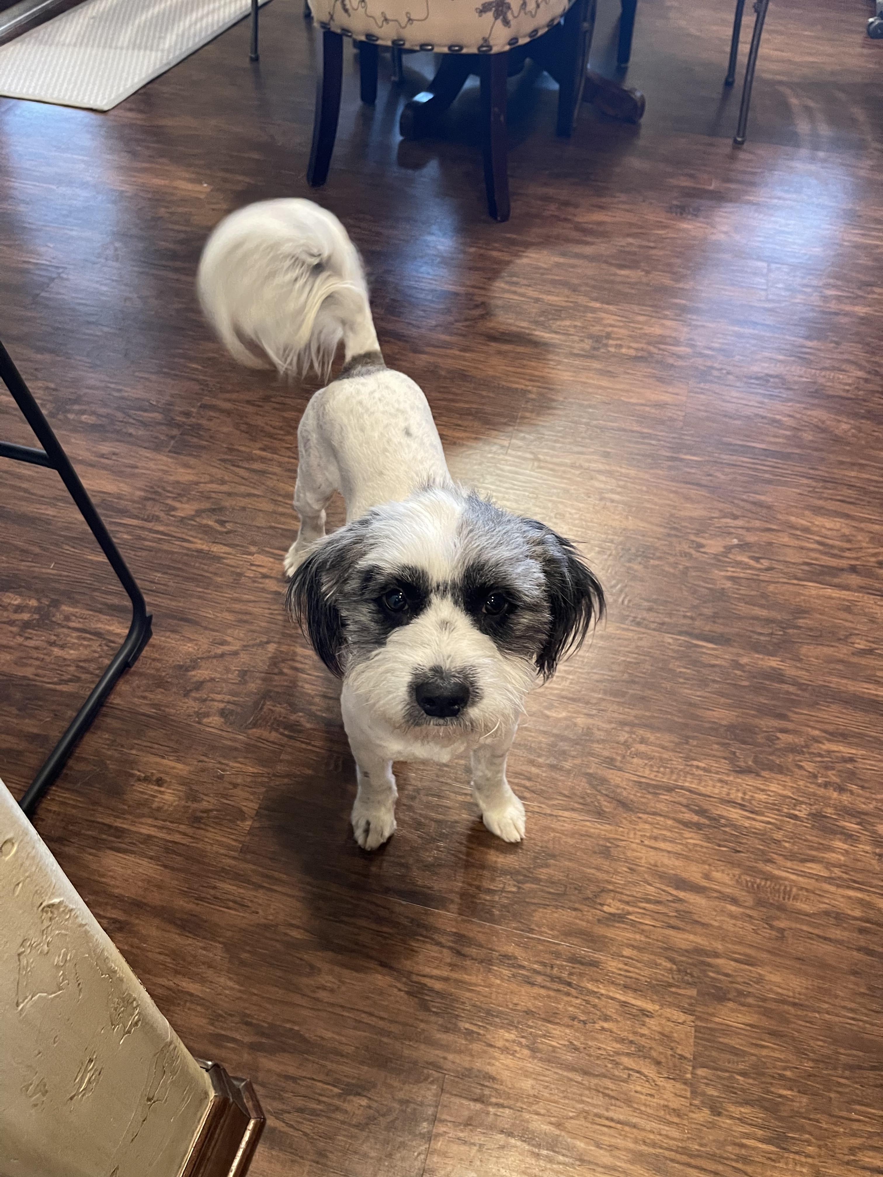 Enlarge Lloyd, a Adopted mixed breed in Cuero, TX image 1/2