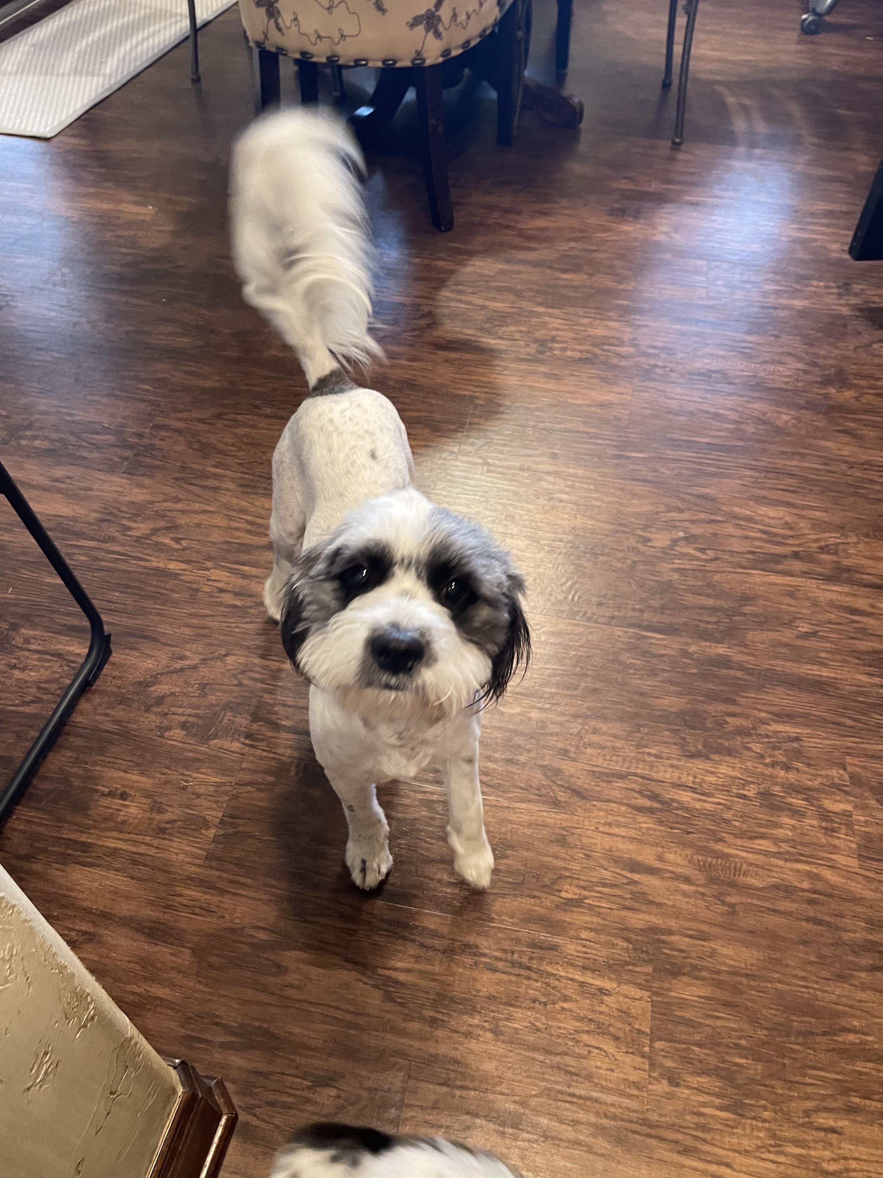 Enlarge Lloyd, a Adopted mixed breed in Cuero, TX image 2/2