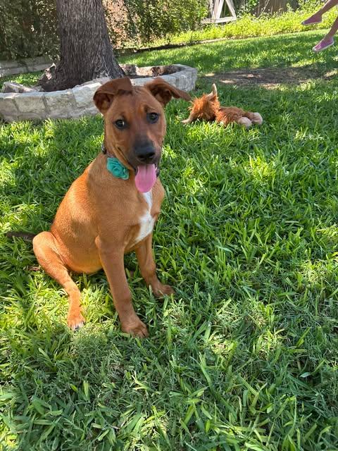 Pua, a ADOPTABLE mixed breed in Austin , TX image 5/5