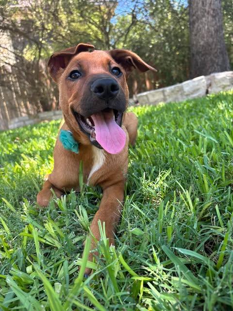 Pua, a ADOPTABLE mixed breed in Austin , TX image 3/5