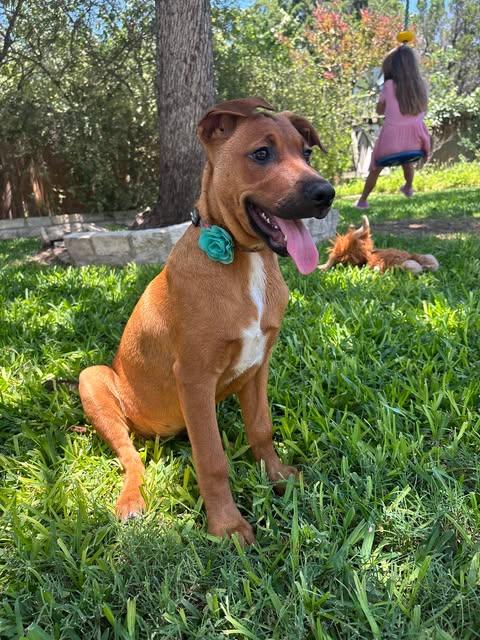 Pua, a ADOPTABLE mixed breed in Austin , TX image 1/5