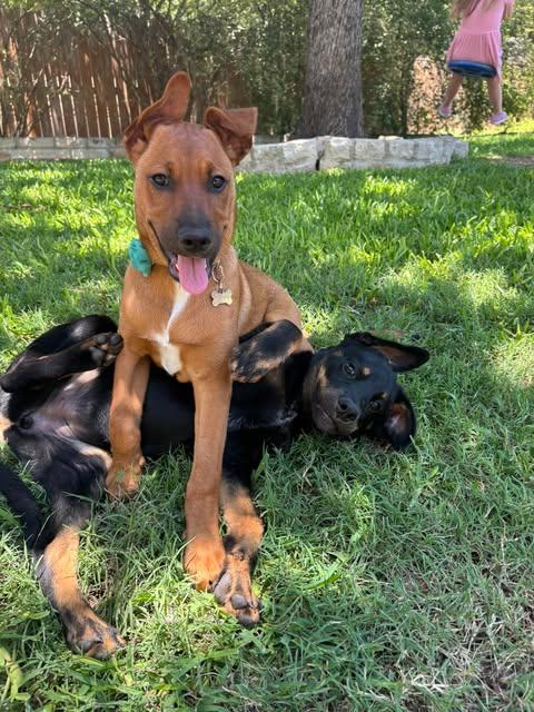 Pua, a ADOPTABLE mixed breed in Austin , TX image 4/5