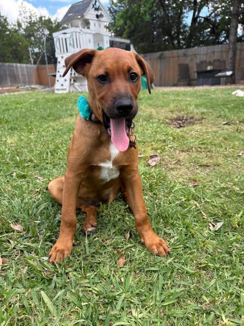 Pua, a ADOPTABLE mixed breed in Austin , TX image 2/5