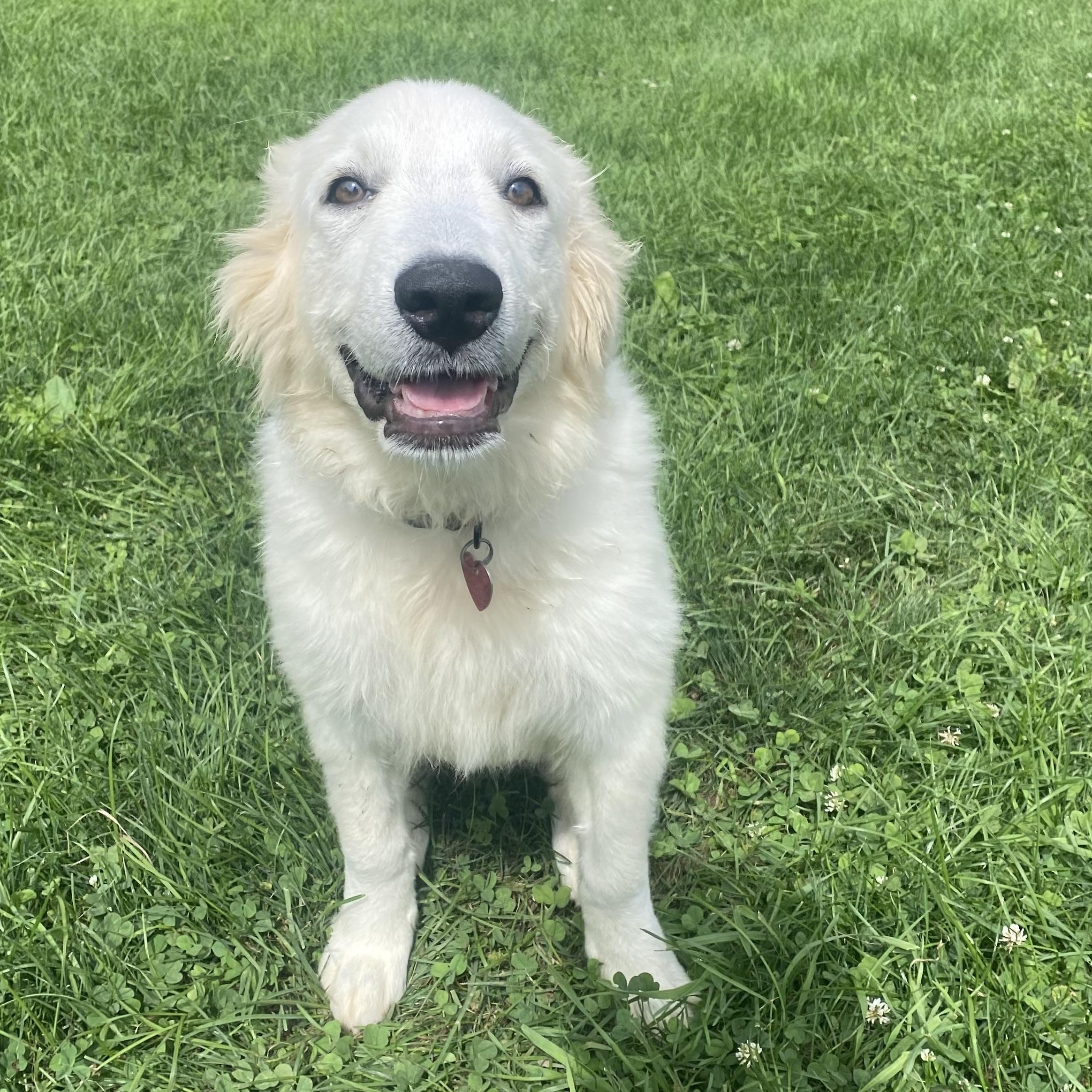 Perfect Ada, a ADOPTABLE Great Pyrenees in West Hartford , CT image 2/5