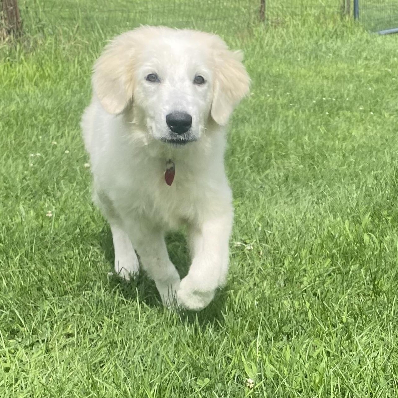 Perfect Ada, a ADOPTABLE Great Pyrenees in West Hartford , CT image 4/5