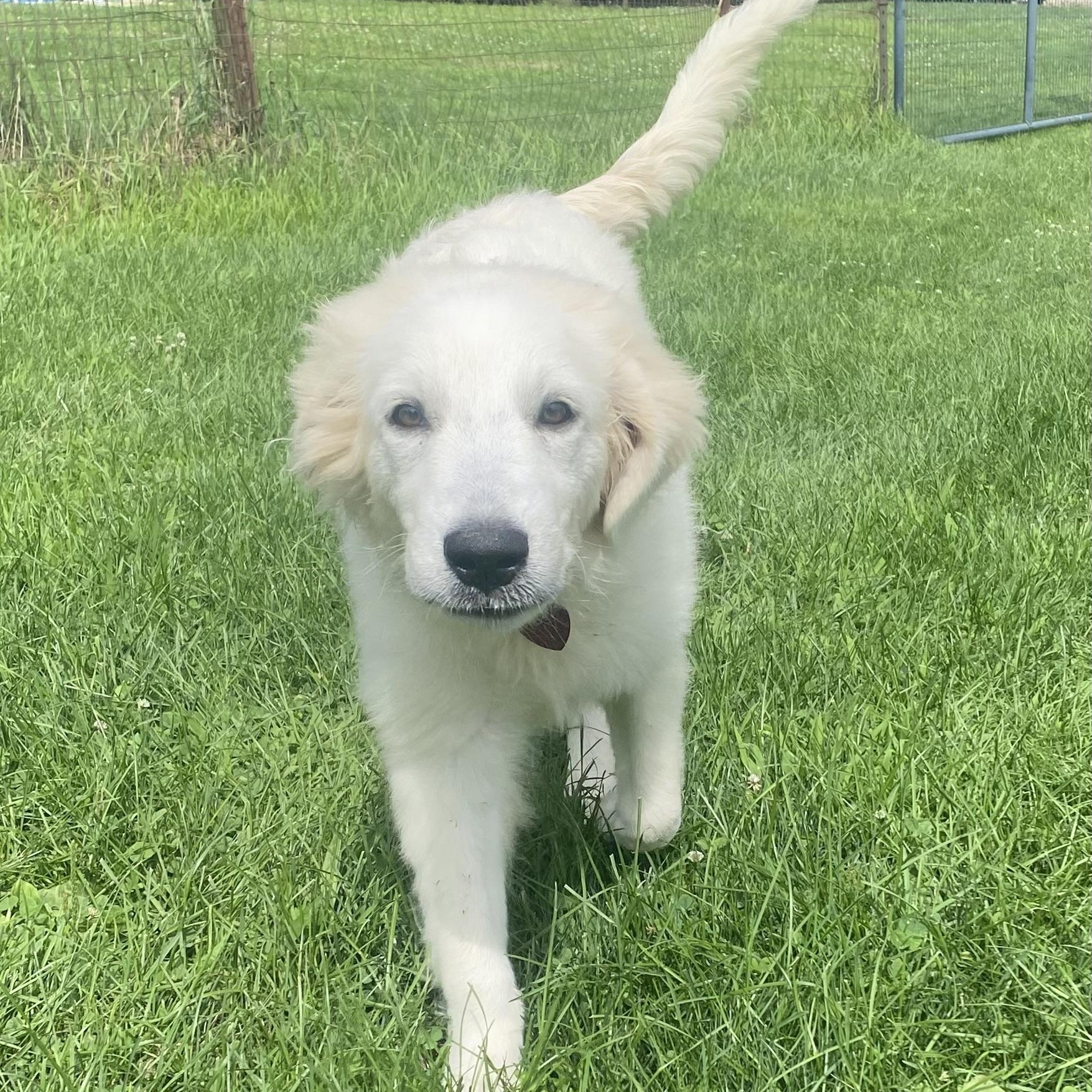 Perfect Ada, a ADOPTABLE Great Pyrenees in West Hartford , CT image 5/5