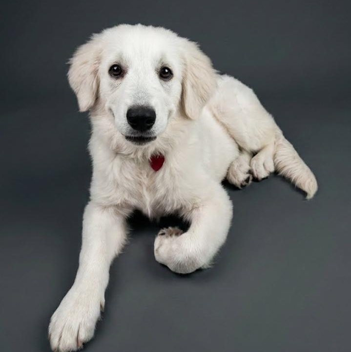 Perfect Ada, a ADOPTABLE Great Pyrenees in West Hartford , CT image 1/5