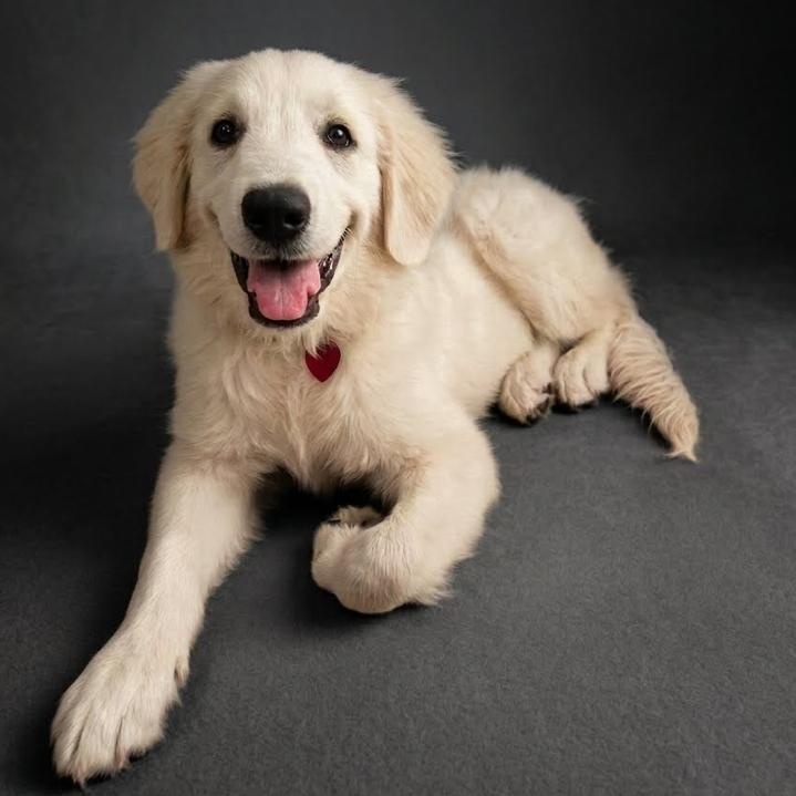 Perfect Ada, a ADOPTABLE Great Pyrenees in West Hartford , CT image 3/5