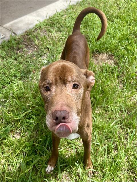 BILLY, Adoptable, Adult Male Terrier.