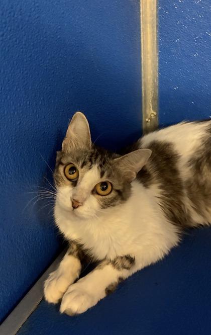 Janet, Adoptable, Young Female Domestic Medium Hair & Domestic Short Hair.