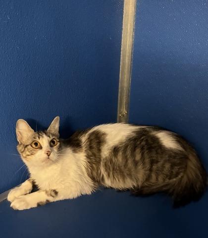 Enlarge Janet, a Adoptable mixed breed in Picayune, MS image 2/2