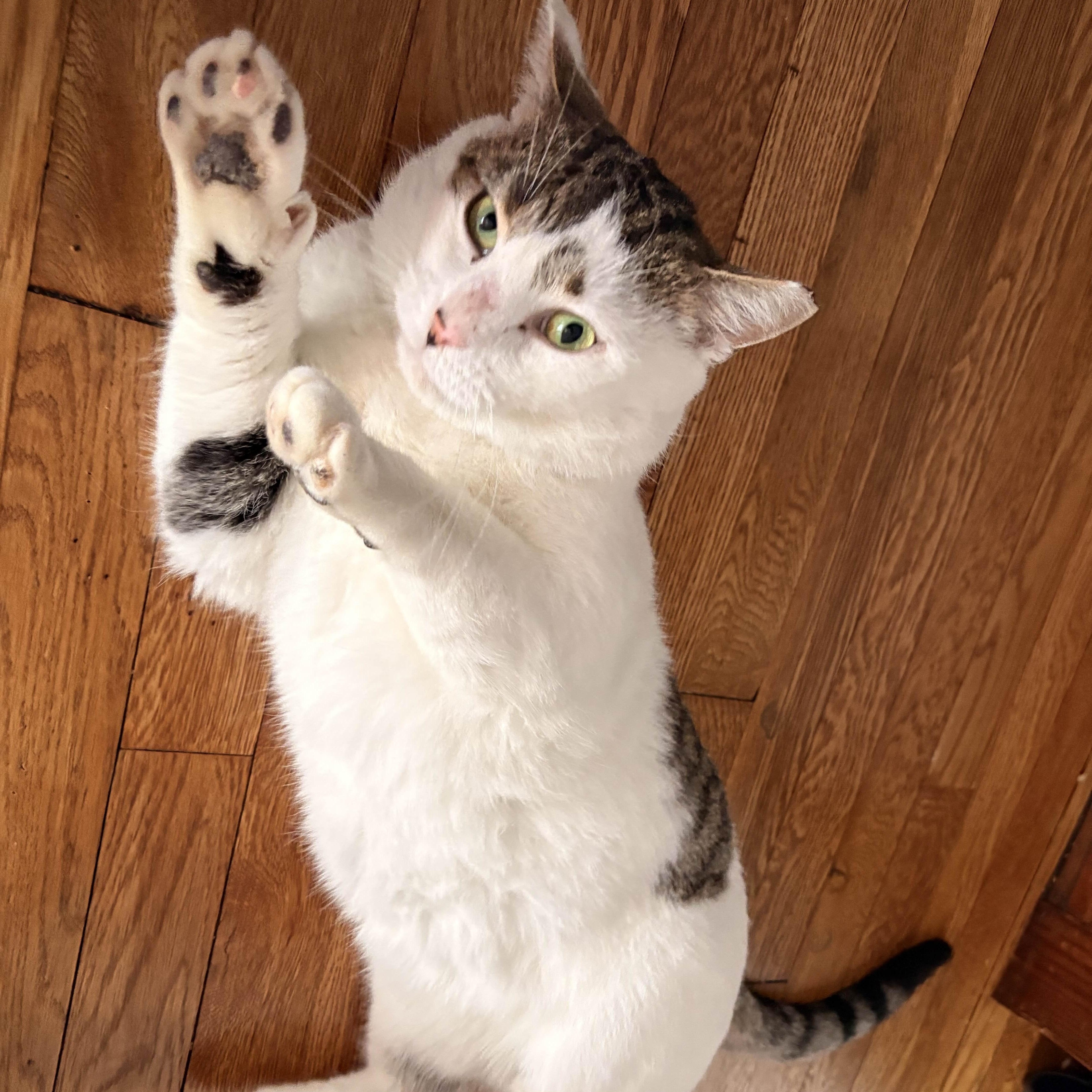 Professor Elmwood, ADOPTABLE, Adult Male American Shorthair.