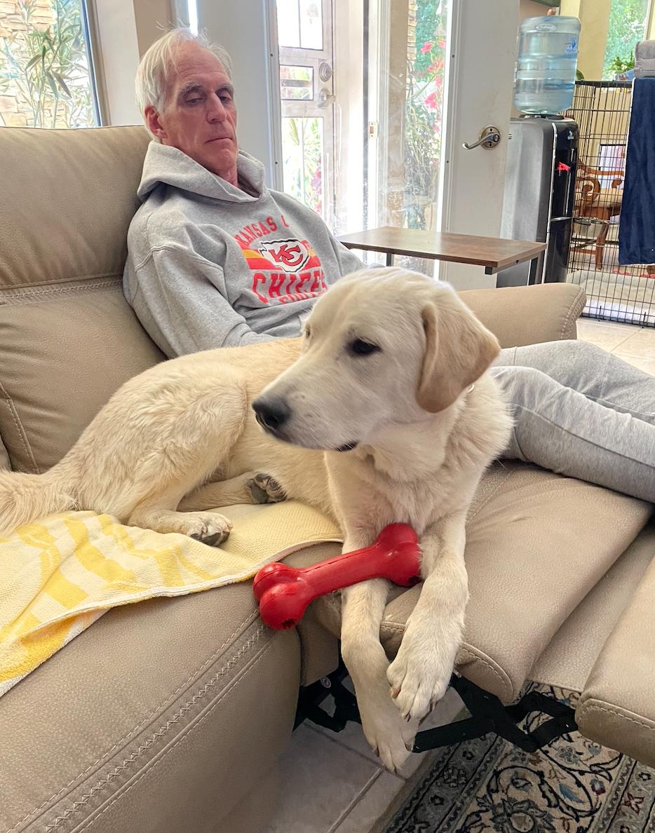 Bam Bam, Adopted, Young Male Labrador Retriever & Great Pyrenees.