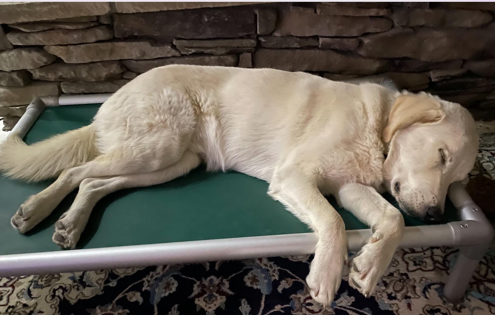 Enlarge Bam Bam, a Adopted mixed breed in Goodyear, AZ image 2/5