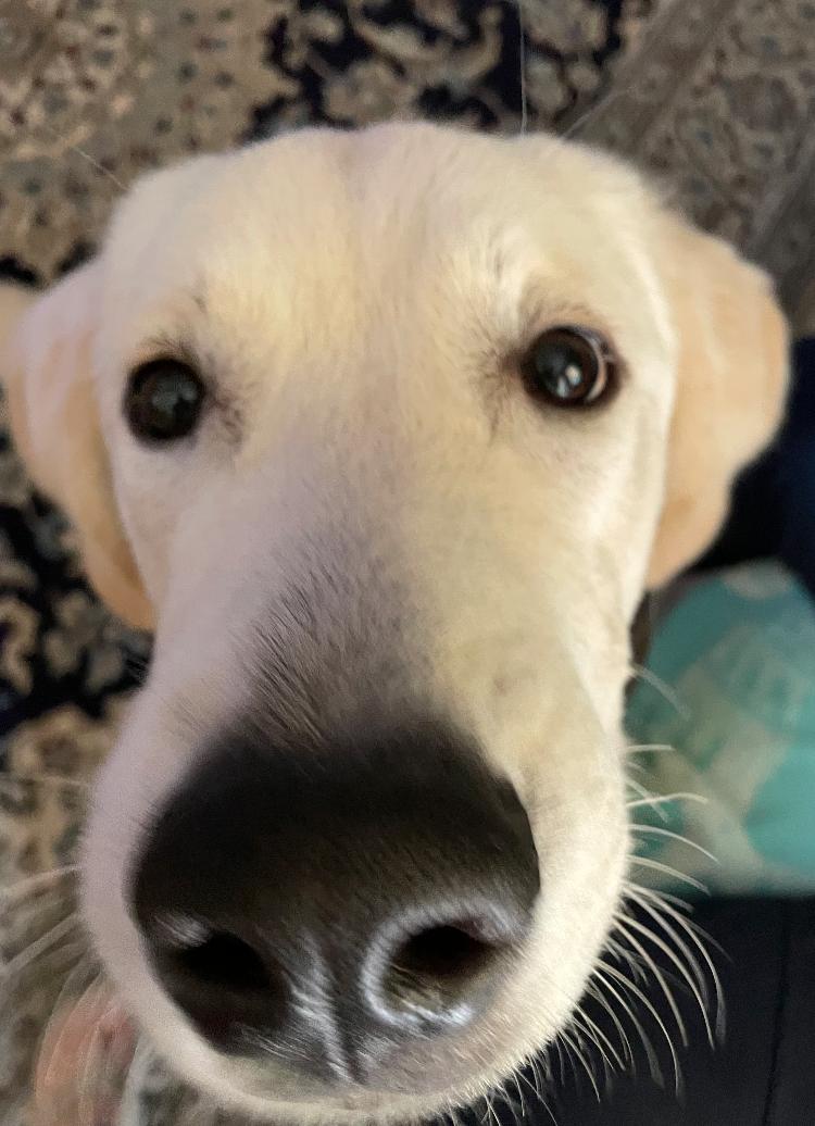 Enlarge Bam Bam, a Adopted mixed breed in Goodyear, AZ image 3/5