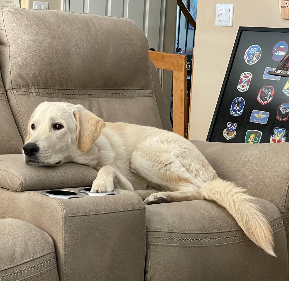 Enlarge Bam Bam, a Adopted mixed breed in Goodyear, AZ image 4/5