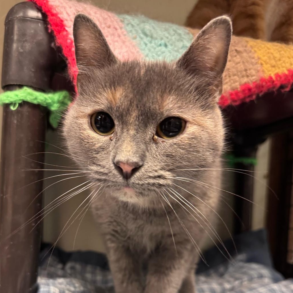 Florence – A Gentle Soul Ready to Begin Again, Adoptable, Adult Female Domestic Short Hair.