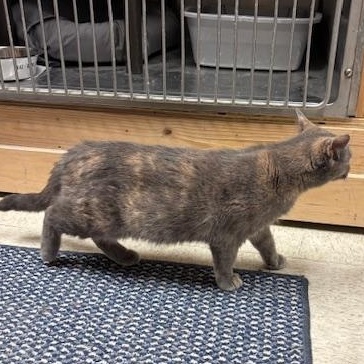 Florence – A Gentle Soul Ready to Begin Again