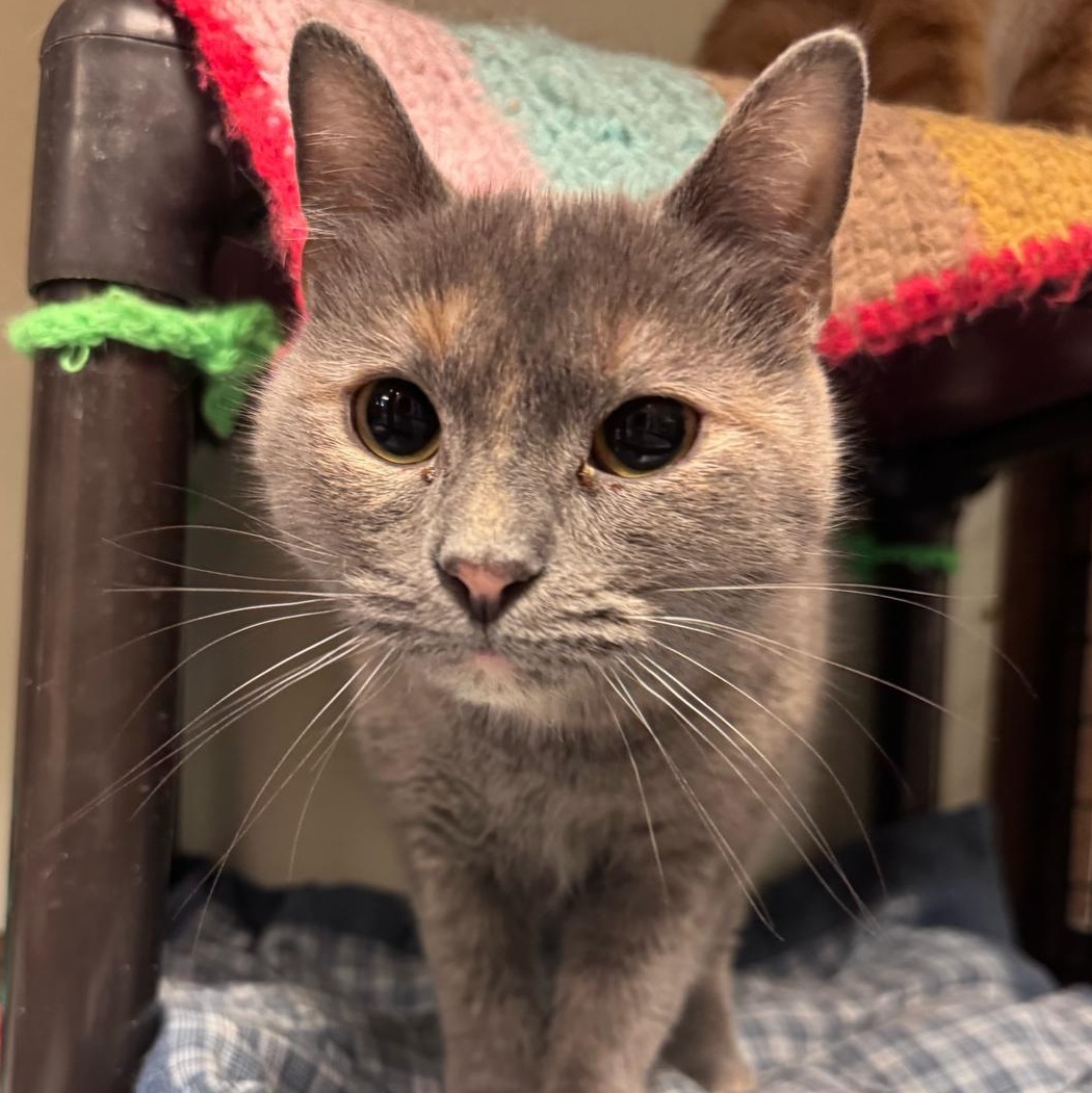 Enlarge Florence – A Gentle Soul Ready to Begin Again, a Adoptable Domestic Short Hair in Braintree, MA image 2/6