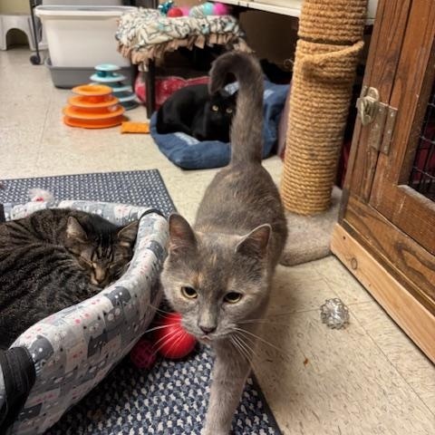 Enlarge Florence – A Gentle Soul Ready to Begin Again, a Adoptable Domestic Short Hair in Braintree, MA image 6/6