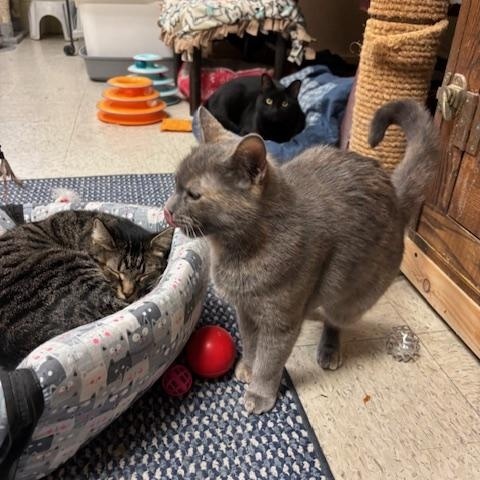 Enlarge Florence – A Gentle Soul Ready to Begin Again, a Adoptable Domestic Short Hair in Braintree, MA image 5/6