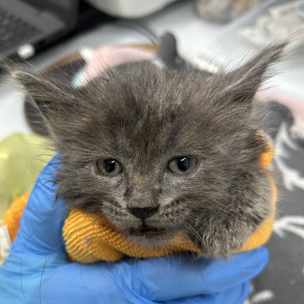 Darla, Adoptable, Kitten Female Domestic Short Hair.