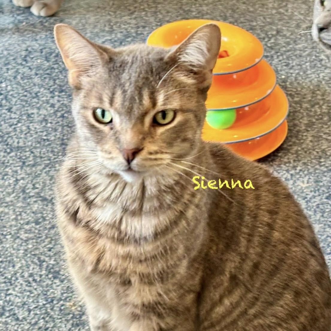 Enlarge Sienna, an adoptable mixed breed in Palatine, IL image 1/4