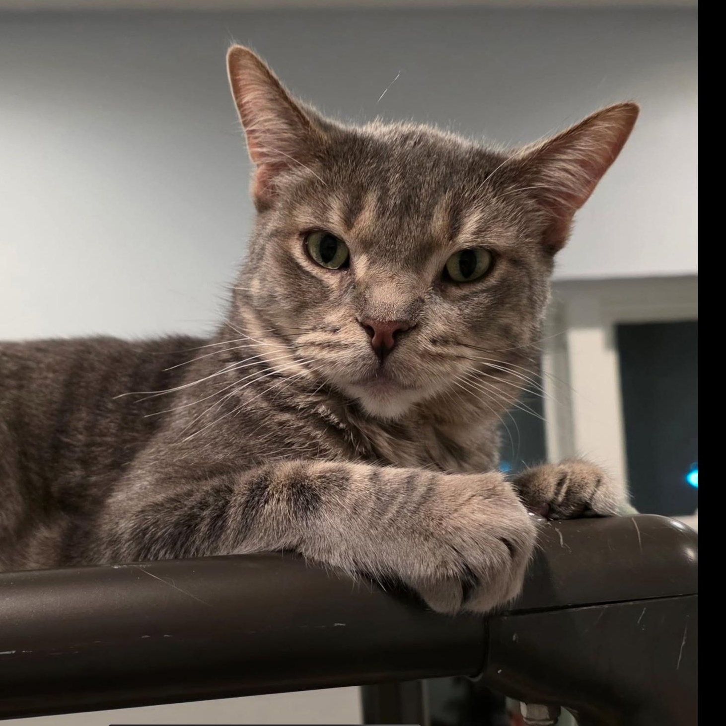 Enlarge Sienna, an adoptable mixed breed in Palatine, IL image 3/4