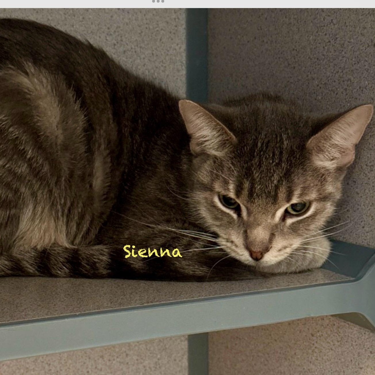Enlarge Sienna, an adoptable mixed breed in Palatine, IL image 2/4