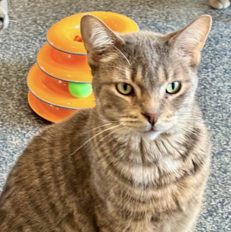 Enlarge Sienna, an adoptable mixed breed in Palatine, IL image 4/4