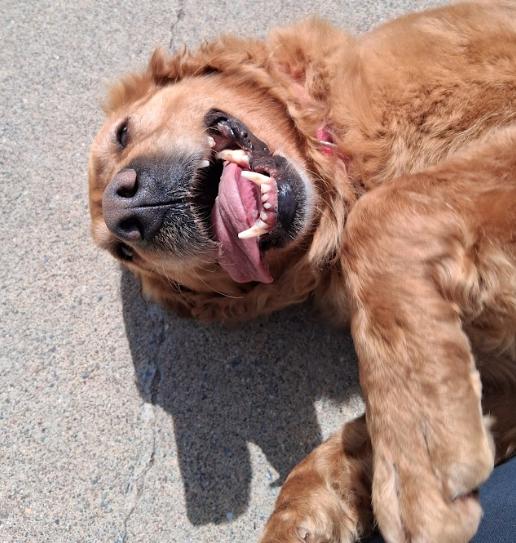 Violet, a ADOPTABLE mixed breed in Little Falls, MN image 3/6