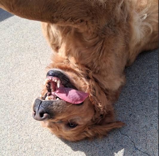Violet, a ADOPTABLE mixed breed in Little Falls, MN image 1/6