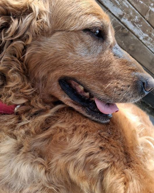 Violet, a ADOPTABLE mixed breed in Little Falls, MN image 2/6