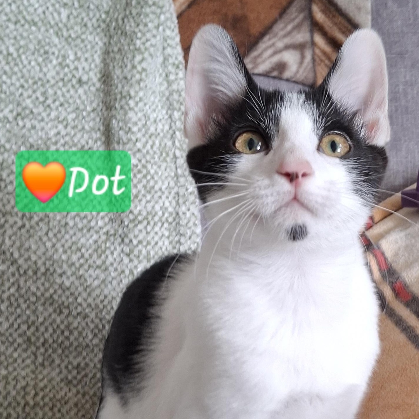 Dot (Lapcat), a Adoptable mixed breed in Yorba Linda, CA image 1/6