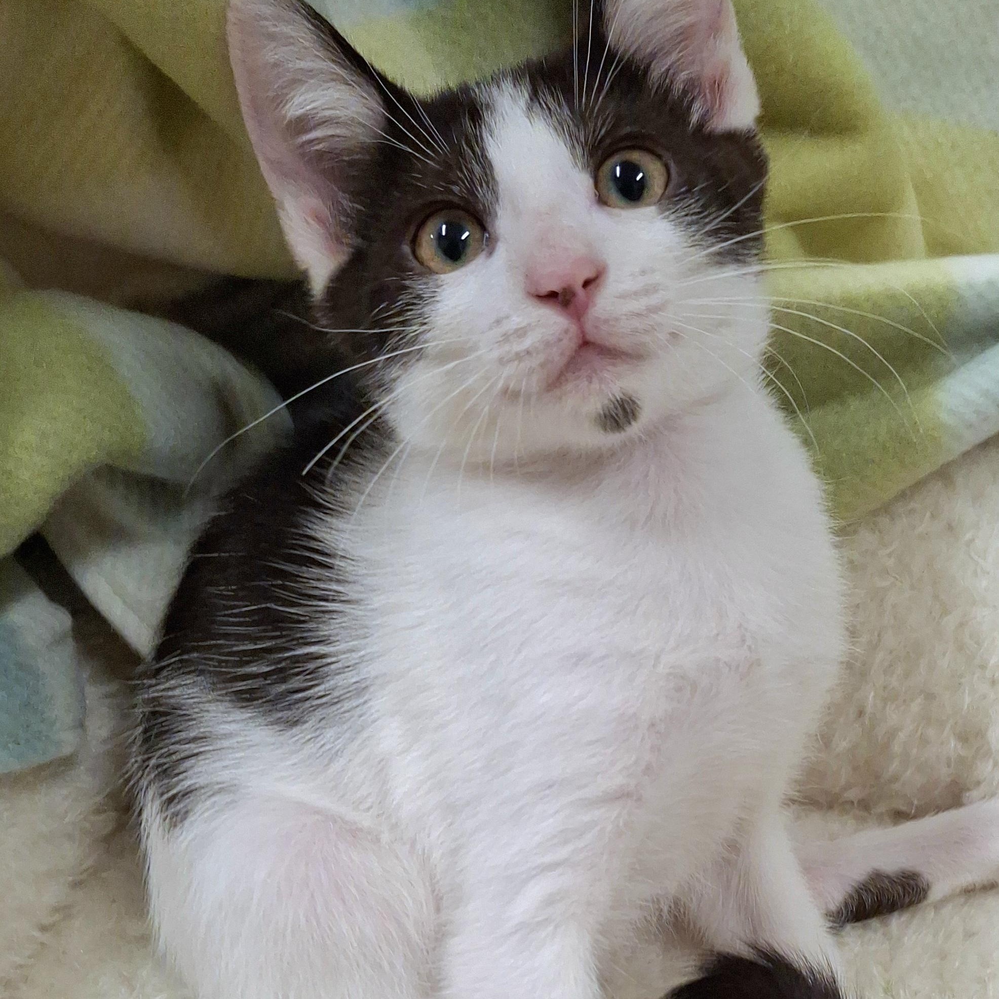 Dot (Lapcat), a Adoptable mixed breed in Yorba Linda, CA image 3/6